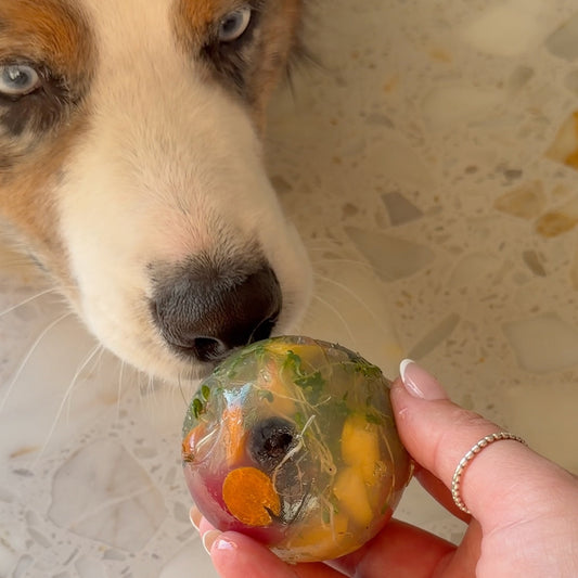 Dog sniffing a human hand holding a dog-friendly edible bouncy ball.