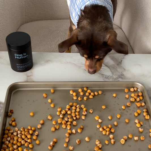 Dog sitting on couch and sniffing a tray of dog-friendly chickpea treats on table in front. Pet multivitamin jar on the table on the left. 