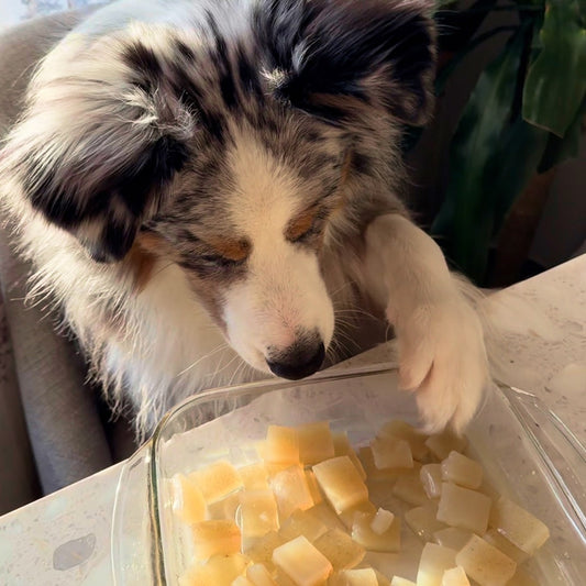 Dog sitting at counter and putting paw on a container of dog-friendly hip & joint chews.