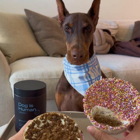 Dog sitting on the floor. Human hand holding two dog-friendly cakes in front of dog. Pet multivitamin jar on the tray on the left.