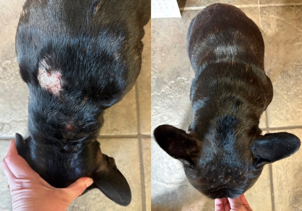 Dog Skin Growth Raspberry Dog is Human Reviews and Ratings