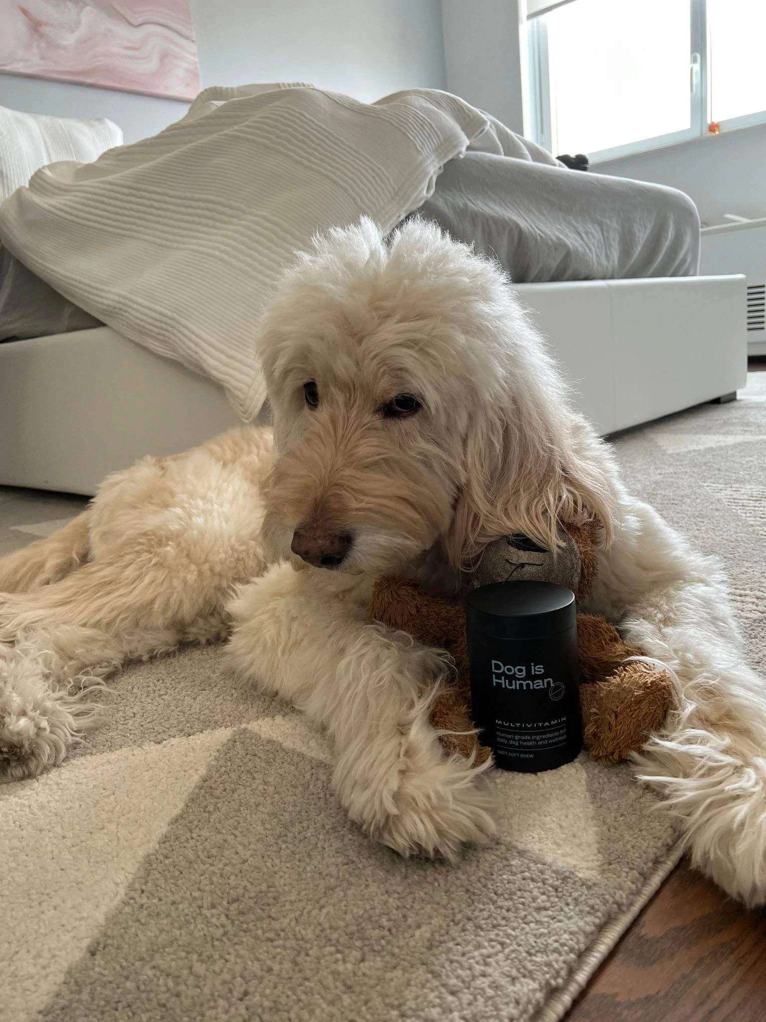 A Goldendoodle laying with a Dog is Human multivitamin jar.