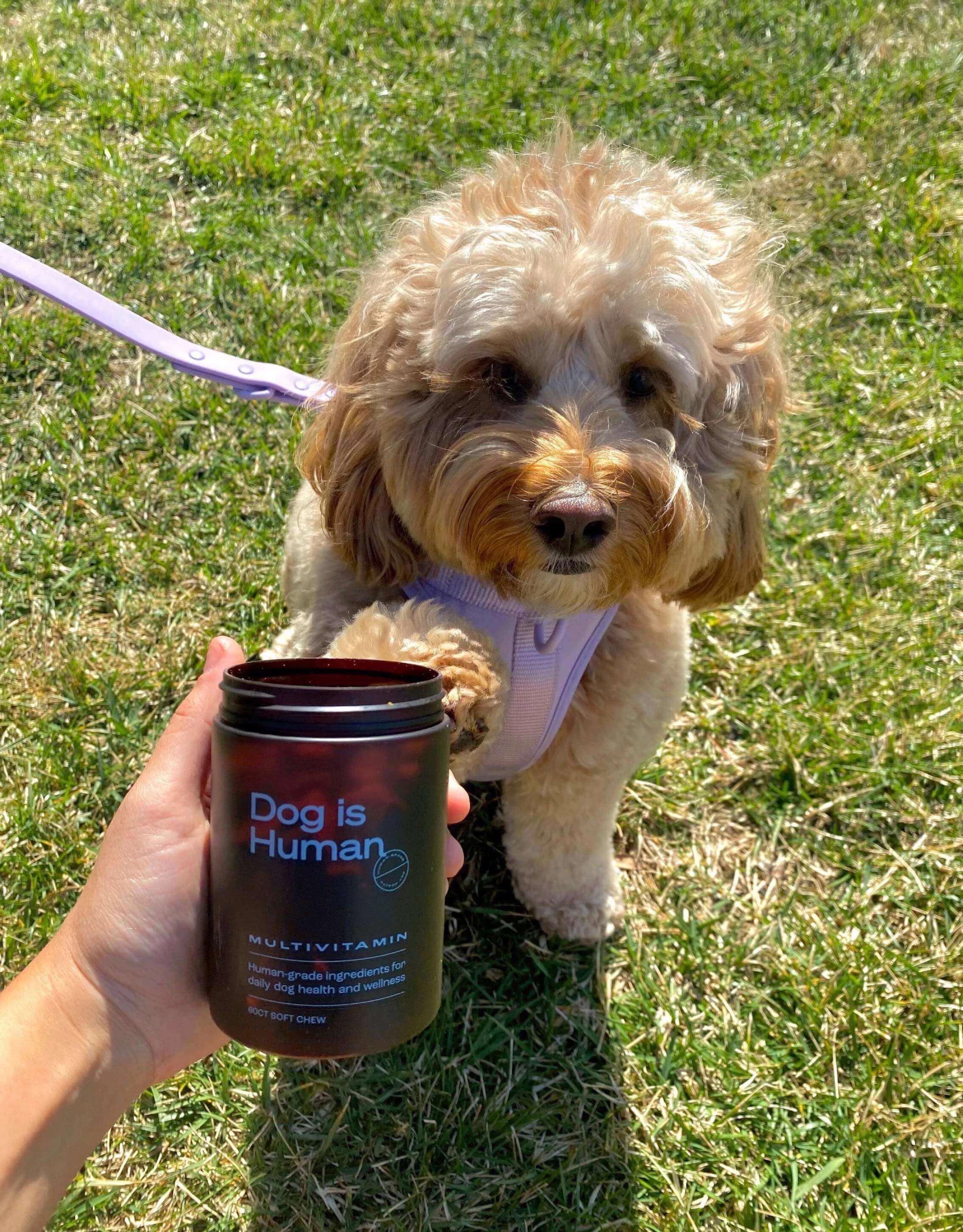 A Cockapoo sitting on grass reaching towards a jar of dog multivitamins held by its owner.