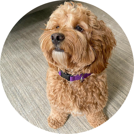 Le chien de Camille R.
