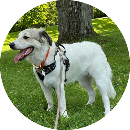 Le chien de Marc D.