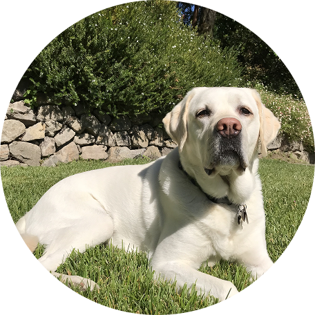 Le chien de Julien P.