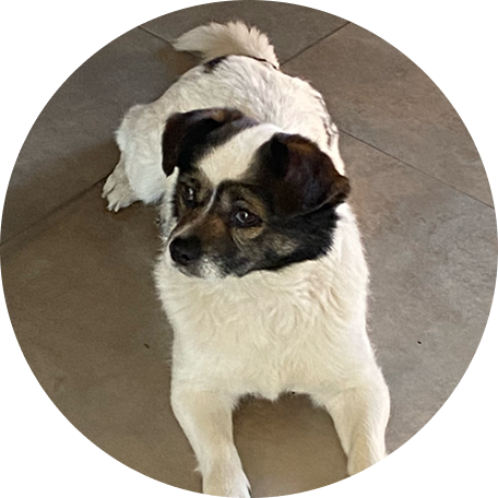 Le chien de Sophie L.