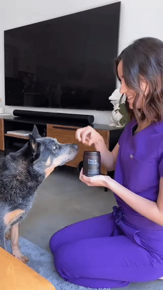 Un veterinario alimenta a un perro ganadero australiano con un multivitamínico para mascotas.