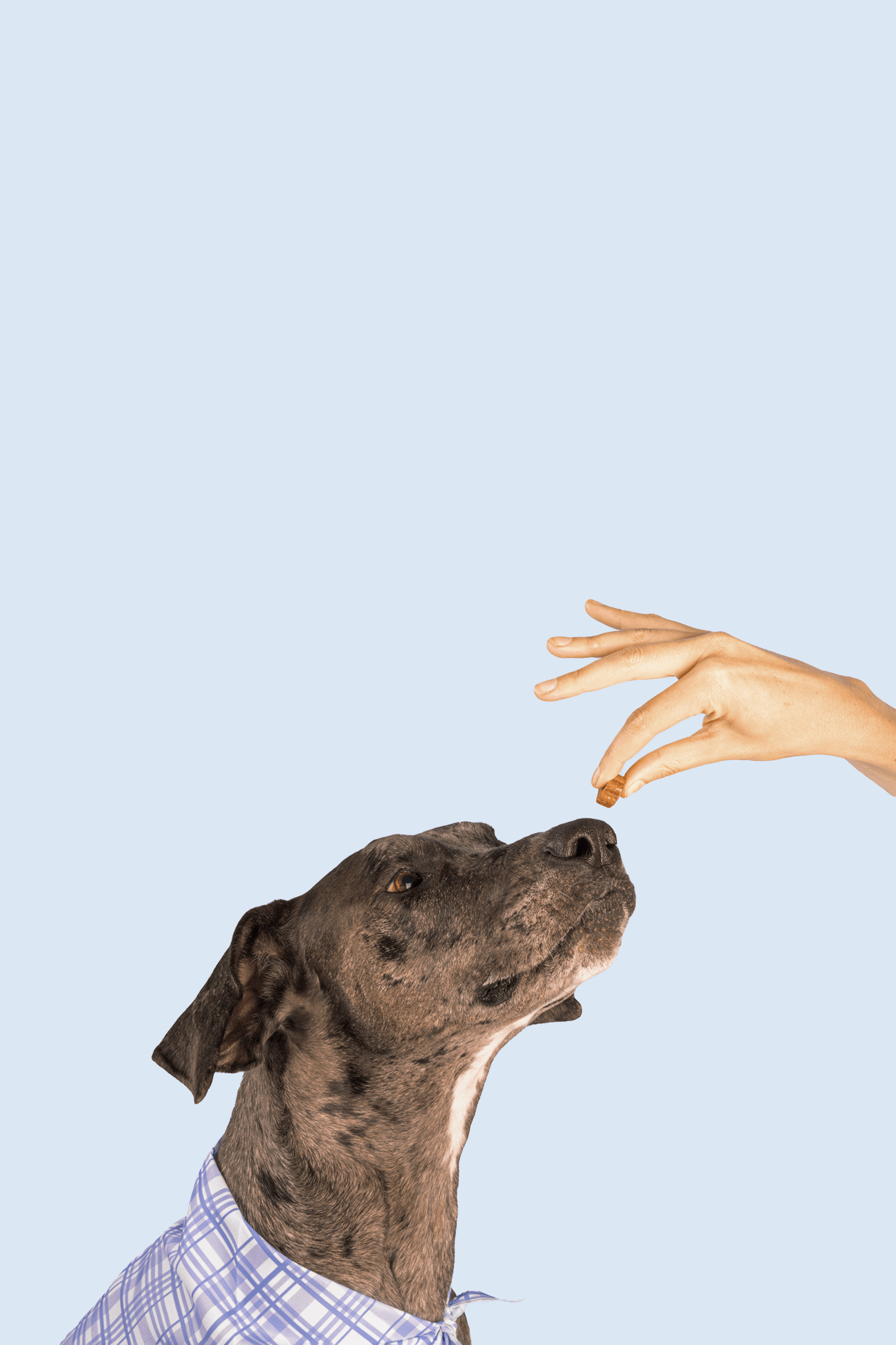 Dog receiving treat mobile
