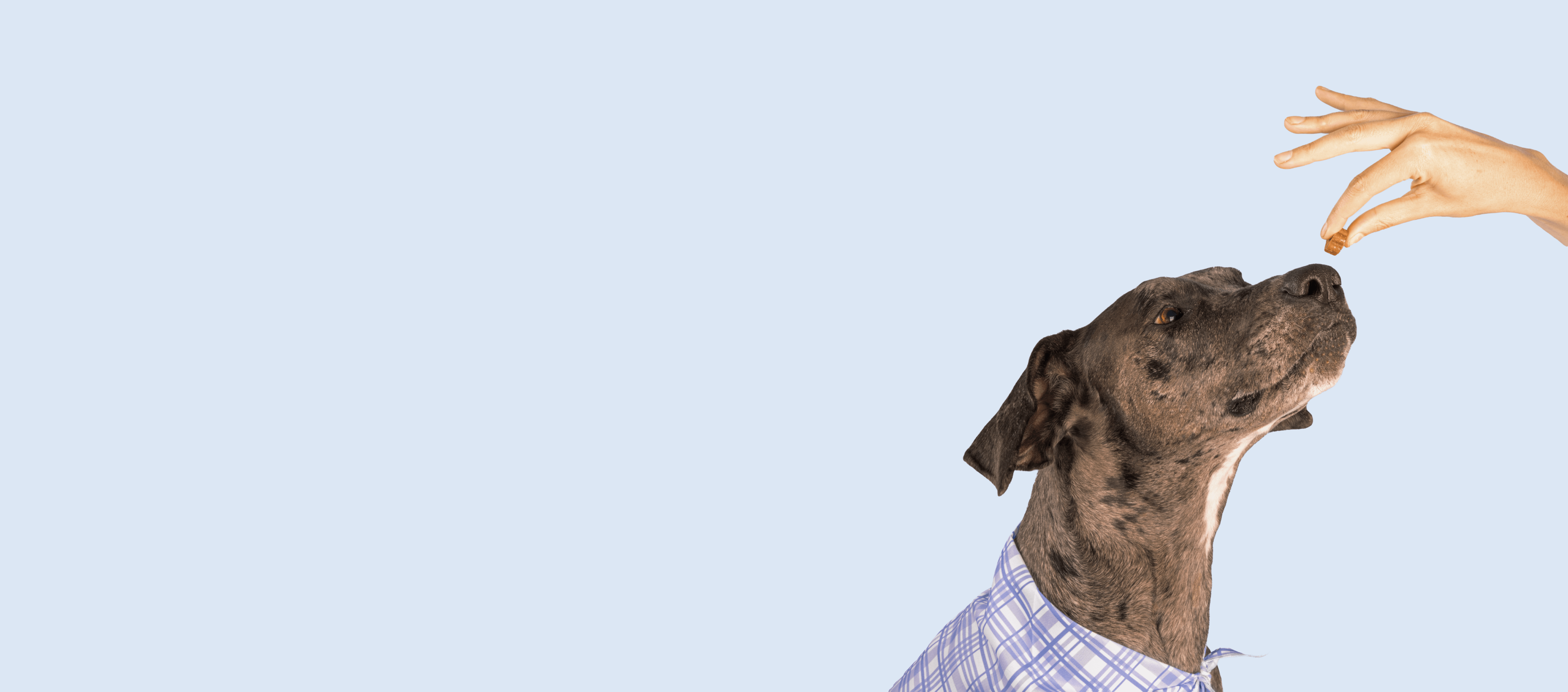 Dog receiving treat