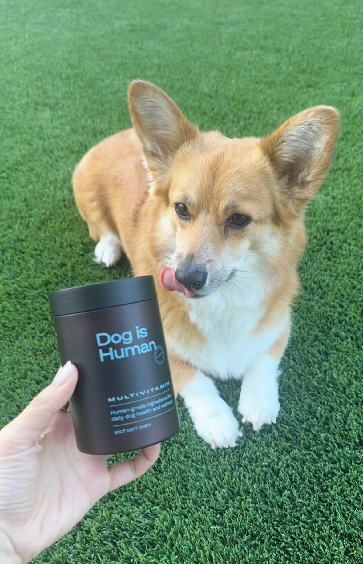 A Corgi sits on grass. The Corgi licks its lips as it looks at the jar of pet multivitamins the offscreen owner is holding. 