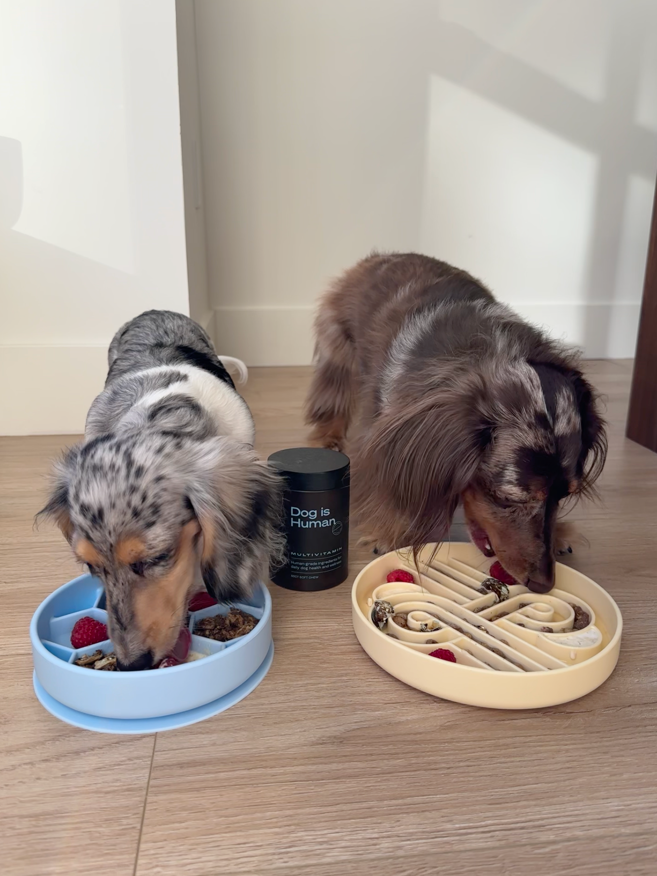 Two Dachshunds eat side by side from slow-feeder bowls with a jar of dog multivitamins between them. The dog on the right is tan and white with black spots and the dog on the right is various shades of brown with white-ish black spots. They eat from blue and yellow bowls, respectively.