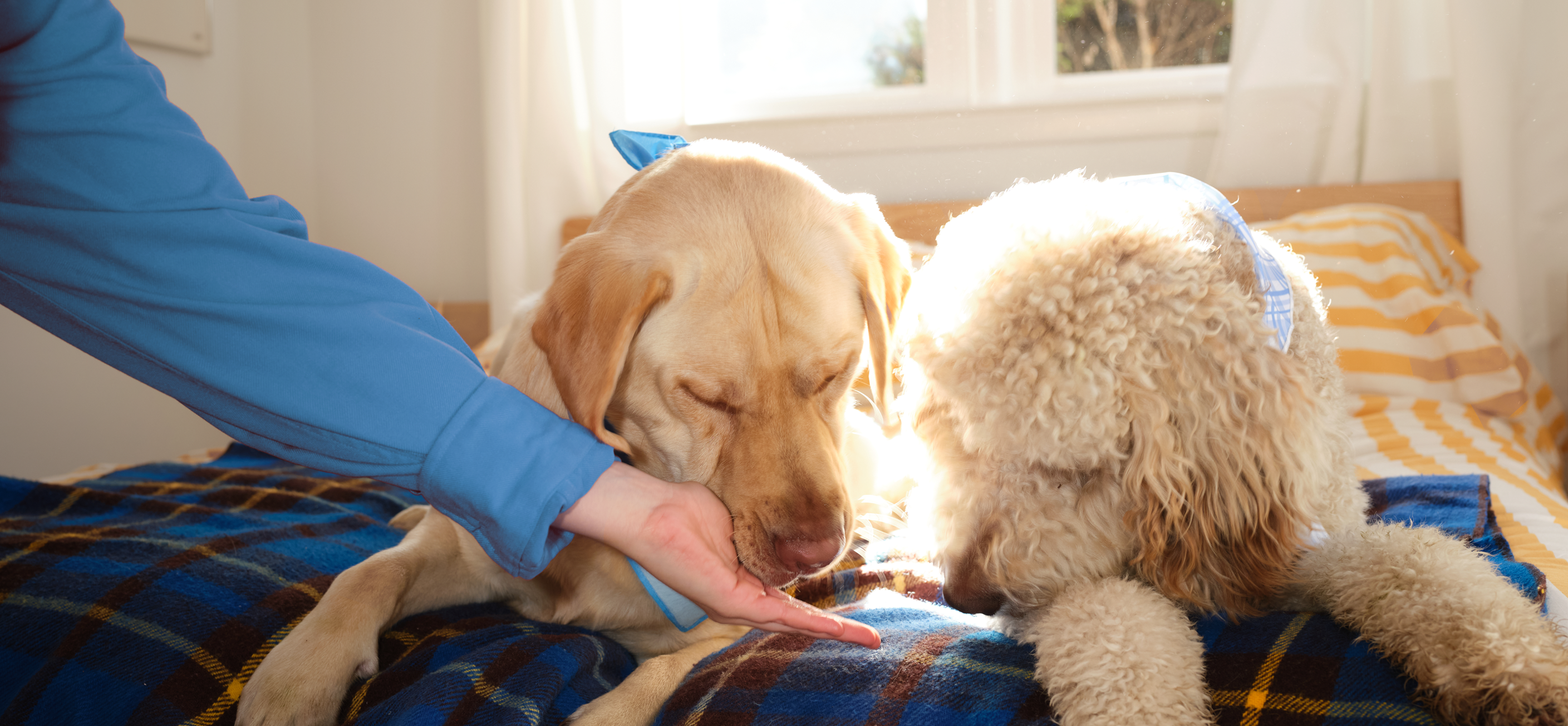 Dogs on bed