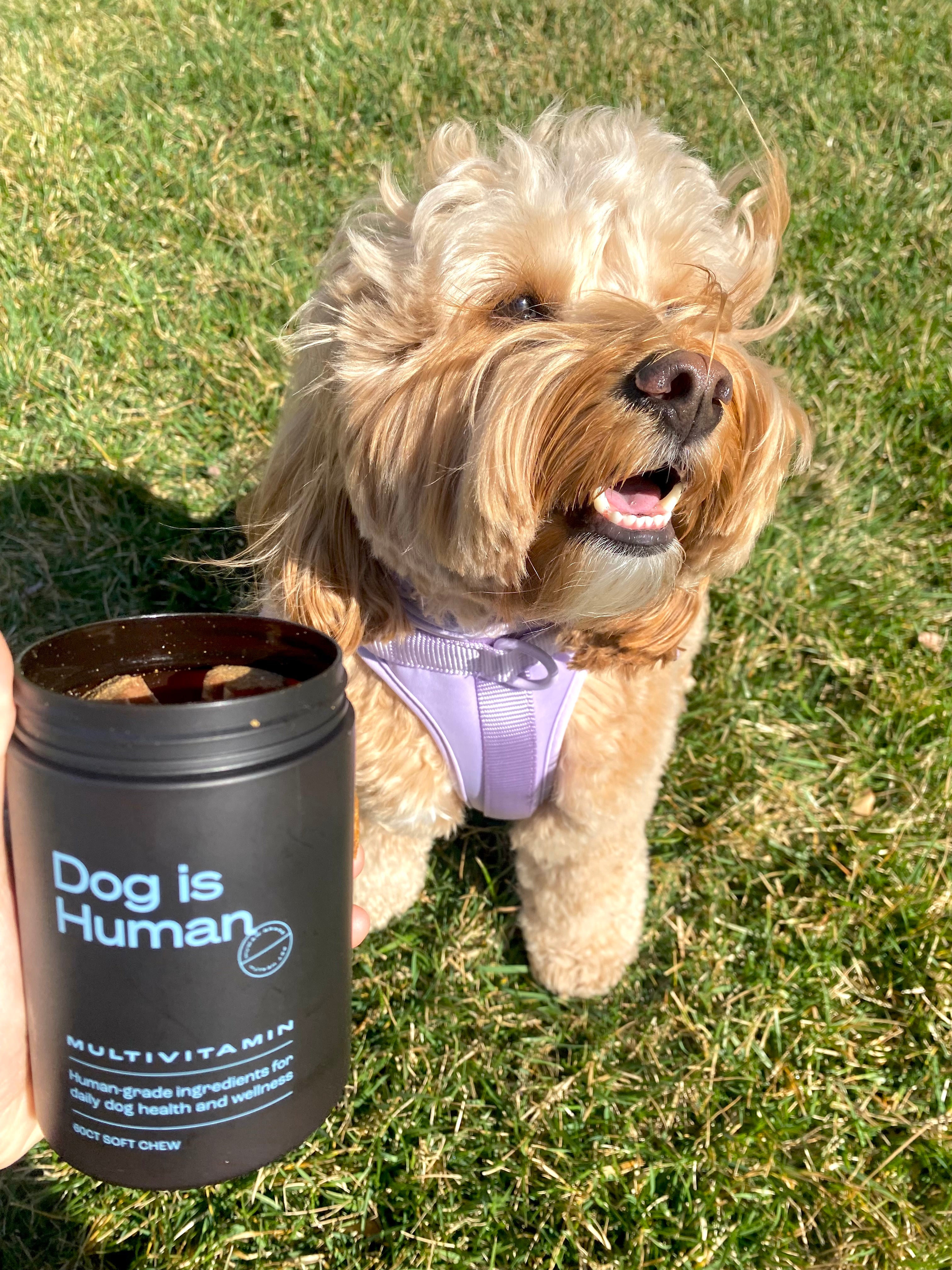 Un Cockapoo sonriente y feliz, con un arnés morado, está de pie sobre el césped y mira hacia la derecha. Un frasco abierto de multivitaminas para perros se sostiene a la izquierda del Cockapoo, frente a él, por su dueño, que aparece fuera de escena.