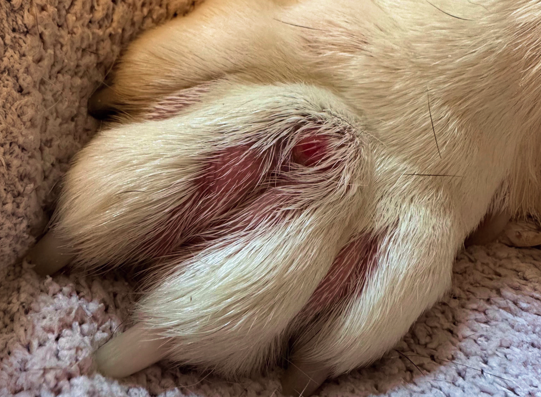 Close-up of a dog's paw with irritated red skin between the toes