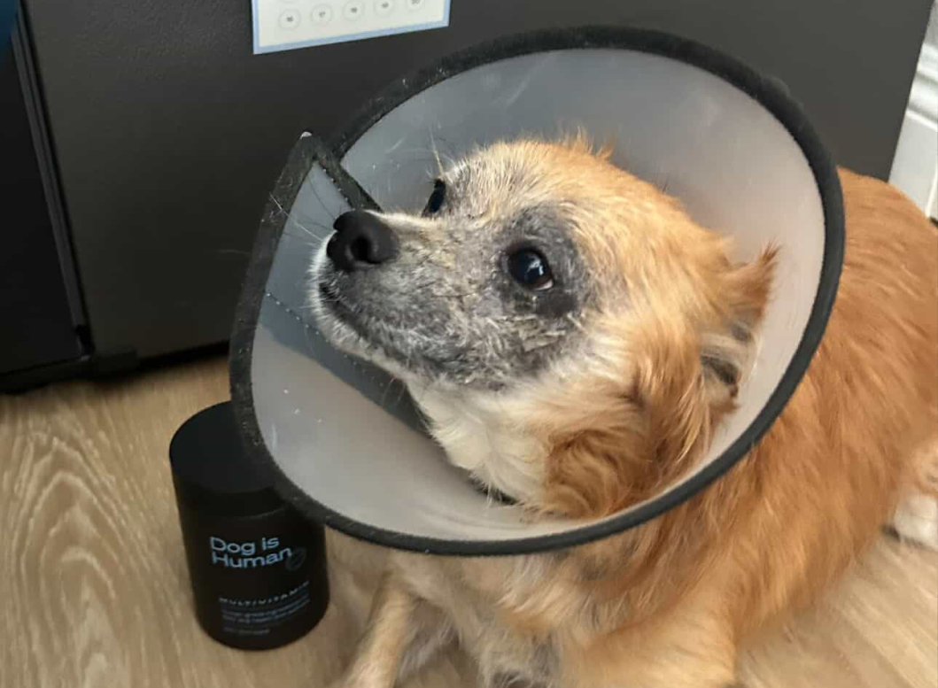 Small dog beside a Dog is Human multivitamin tub