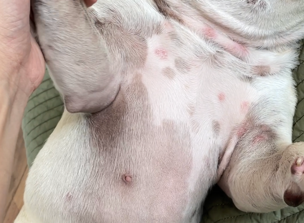 Close-up of a dog's belly showing red irritated spots