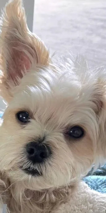 Fifi the Maltese after DM-01