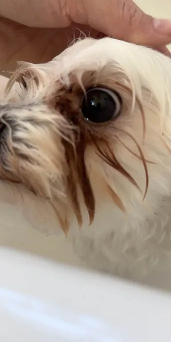 Fifi the Maltese before DM-01