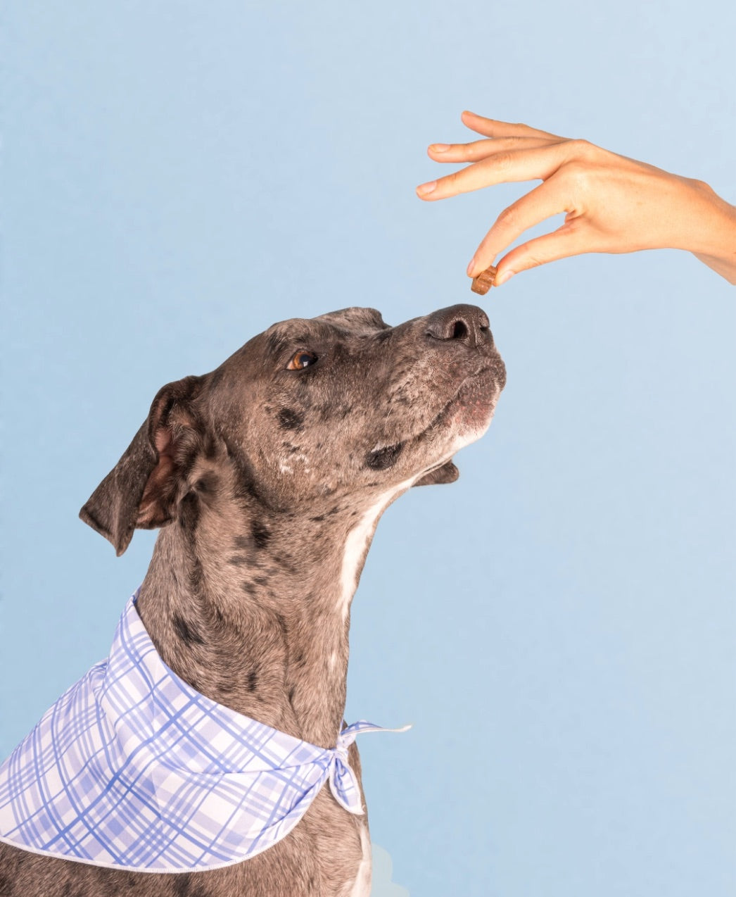 A dog taking a treat from a person&rsquo;s hand