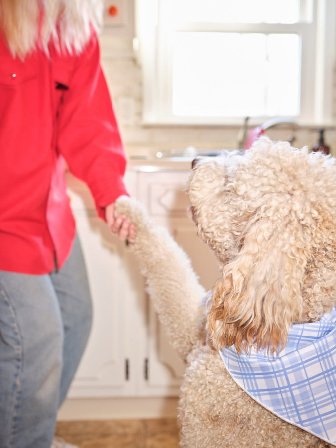 A dog with the study chews